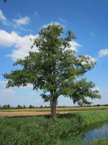 European Alder