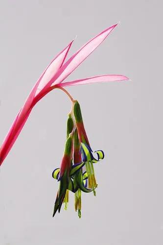 Billbergia Nutans