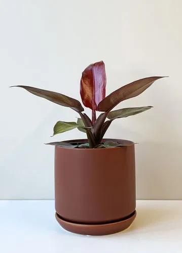 Philodendron Sun Red