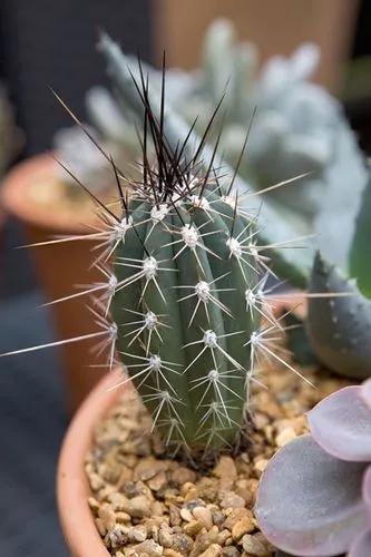 Toothpick cactus