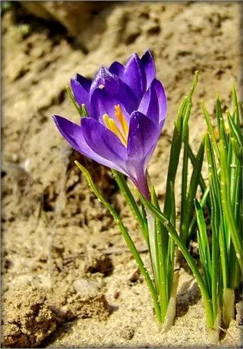 Sand Crocus