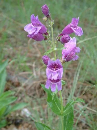 Penstemon Cobaea