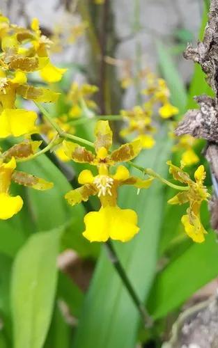 Bauer's Oncidium