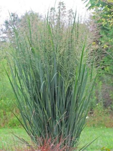 Velvet Panicum