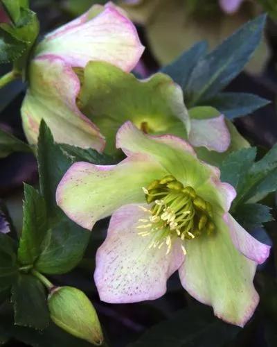 Lenten-rose