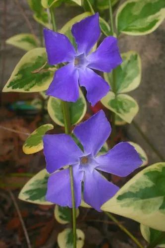 Greater periwinkle