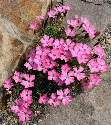 Dianthus Pavonius