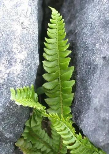 Polystichum Lonchitis