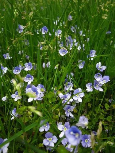Creeping Speedwell, Slender Speedwell