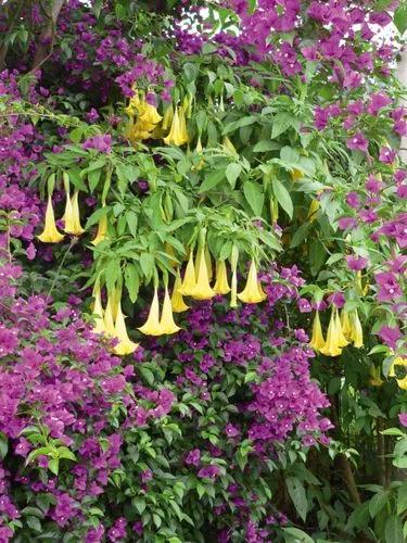 Red Angel's-trumpet