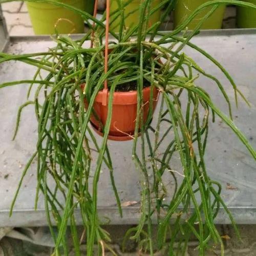 Rhipsalis Sulcata