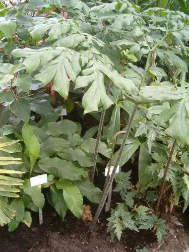Anchomanes Difformis