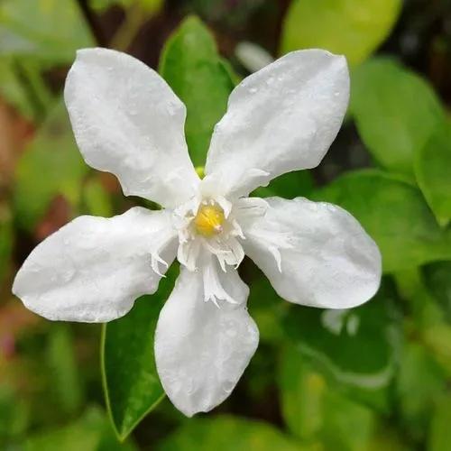 Gardenia Urvillei