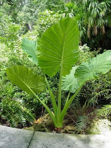 Giant Alocasia