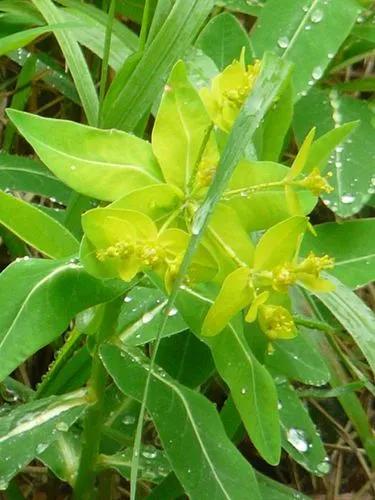 Euphorbia Hyberna