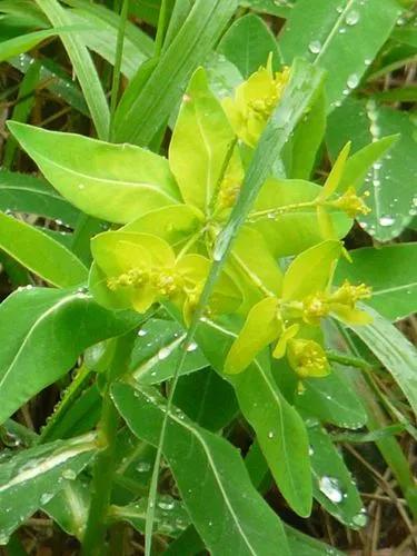 Euphorbia Hyberna