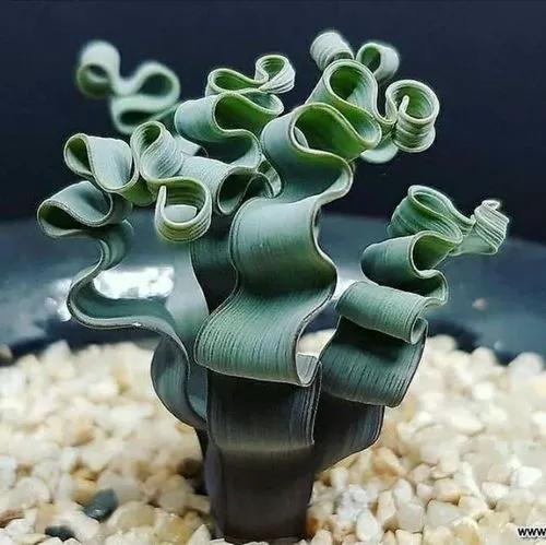 Trachyandra Tortilis