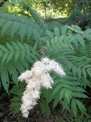 False Spirea