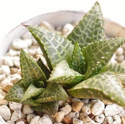 Haworthia venosa