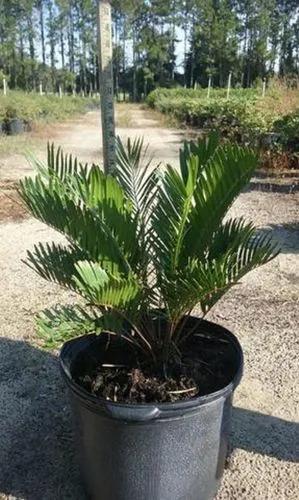 Coontie Palm