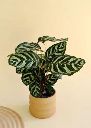 Calathea Makoyana