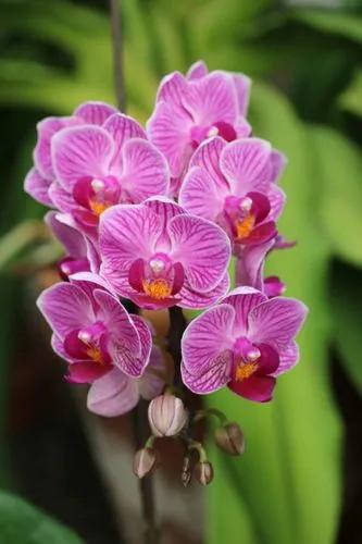 Orchid