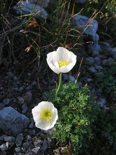 Papaver Alpinum