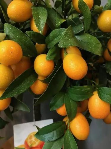 Citrus Fortulella Kumquat