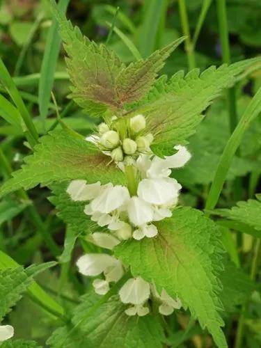 White Dead-nettle