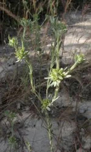 Broadleaf Cottonrose