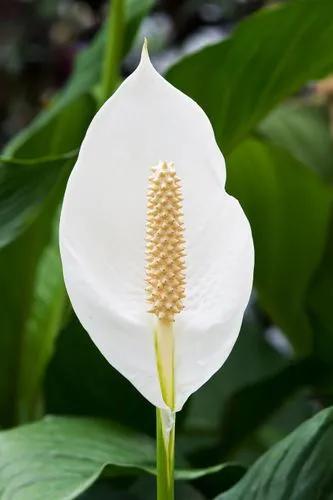 Spathiphyllum Wendlandii