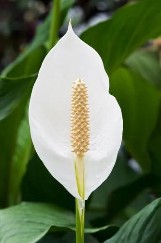 Spathiphyllum Wendlandii