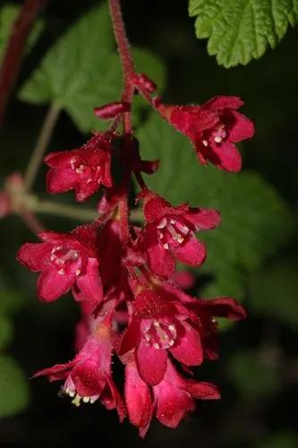 Flowering Currant