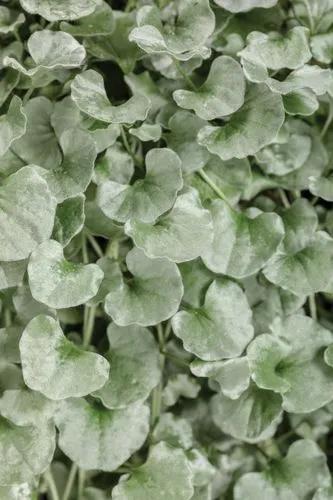 Asian Ponysfoot