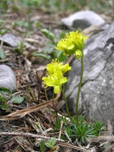 Draba Aizoides
