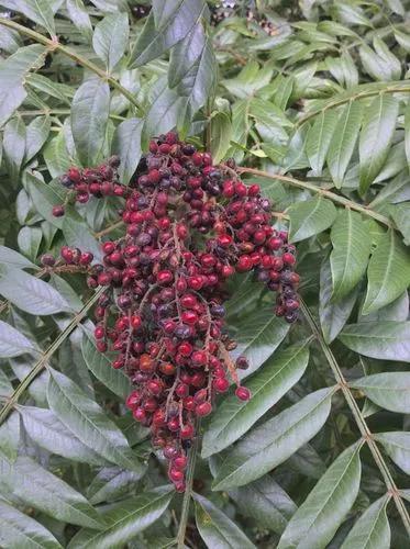 Winged Sumac