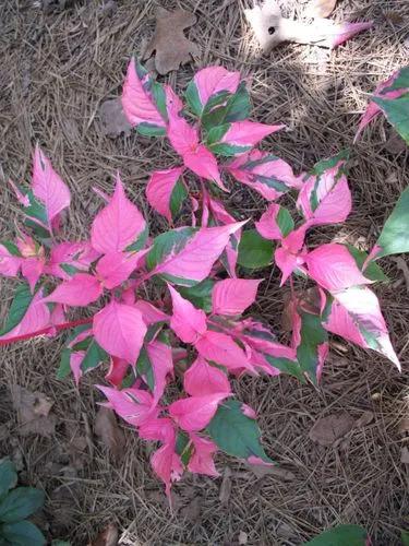 Alternanthera Ficoidea 'party Time'