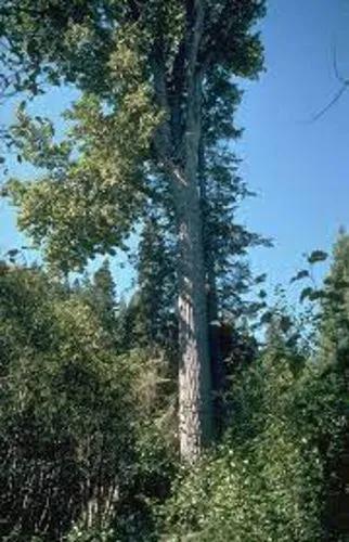 Black Cottonwood