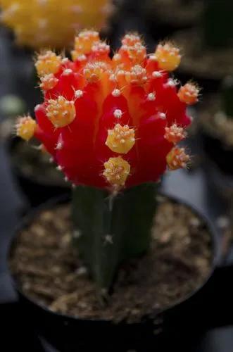 Moon Cactus