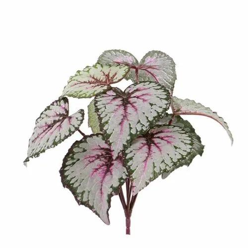 Exotic Angel Begonia/begonia Rec