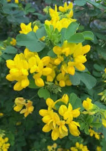 Coronilla Valentina