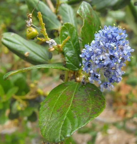 Ceanothus Arboreus