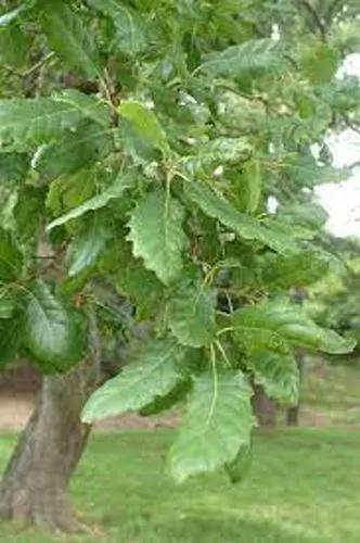 Aleppo Oak