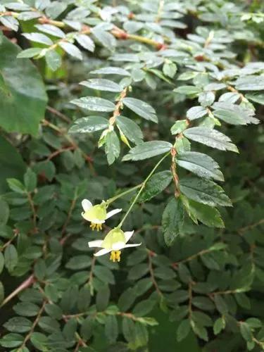 Begonia Fuchsioides