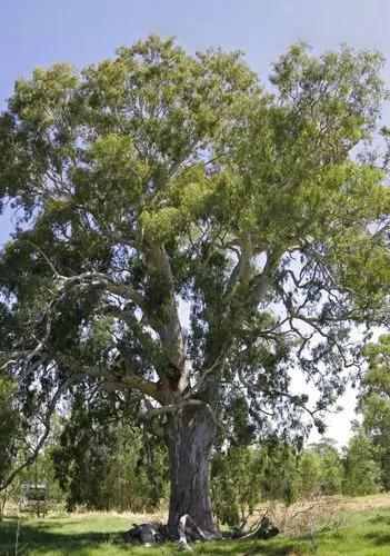 River Redgum