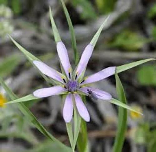 Common Geropogon