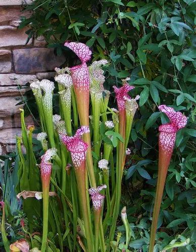 Yellow Pitcherplant