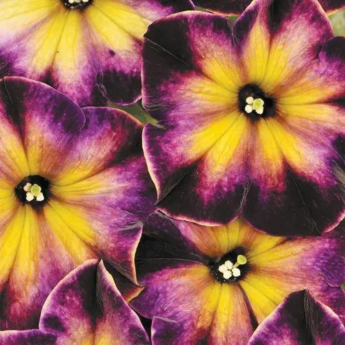 Trailing Petunia Moonstruck