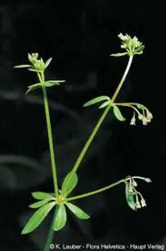 Bedstraw