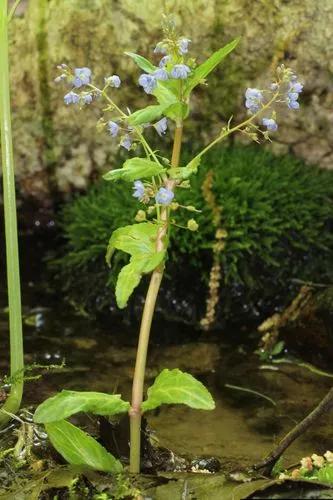 American Brooklime